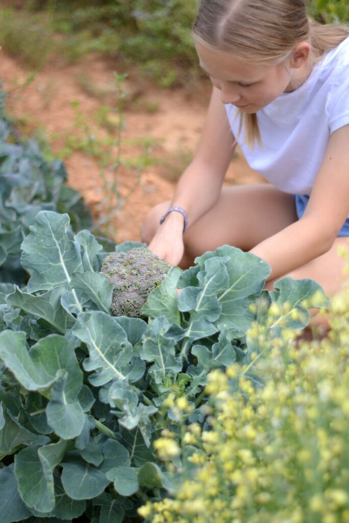 Meisje snijdt broccoli van de plant uit de tuin voor het maken van een frittata met broccoli recept