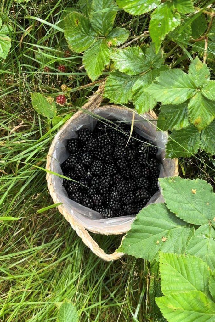 Rieten mandje met geplukte bramen staat in het gras naast een bramenstruik