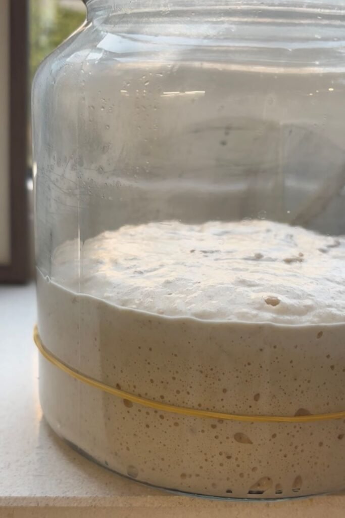 Zuurdesem starter groeit in de pot na het voeden. De starter is verdubbeld in volume, er zit een elastiek om de pot
